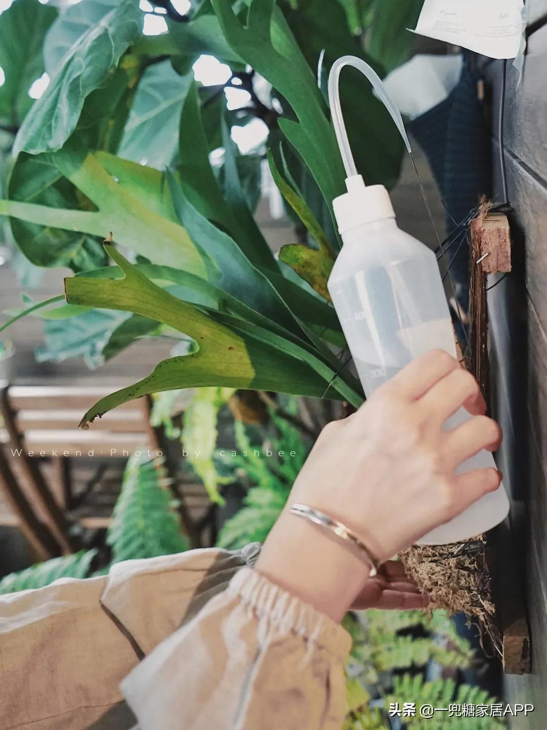 手残党绿植大全,给大家推荐几款超好养的绿植