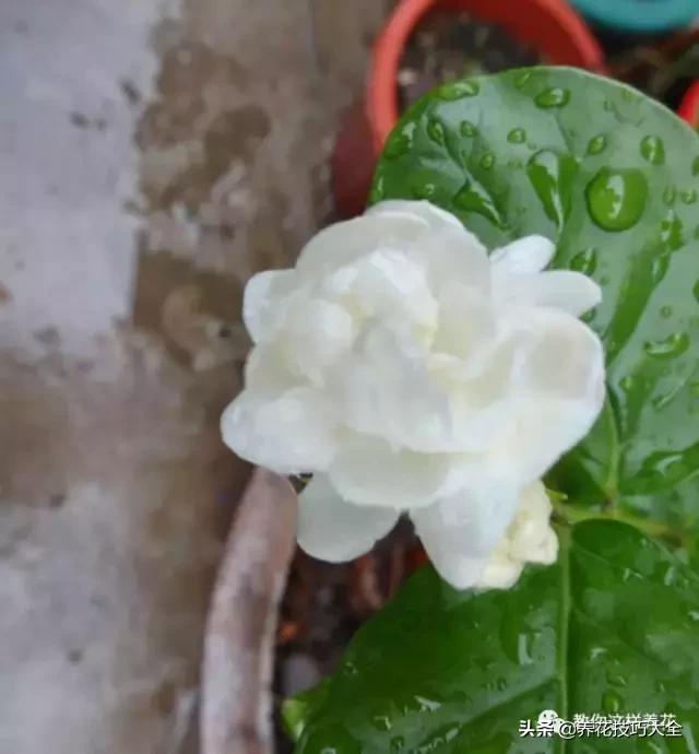 帮助睡眠的花水养,睡眠不理想试试养这4种花