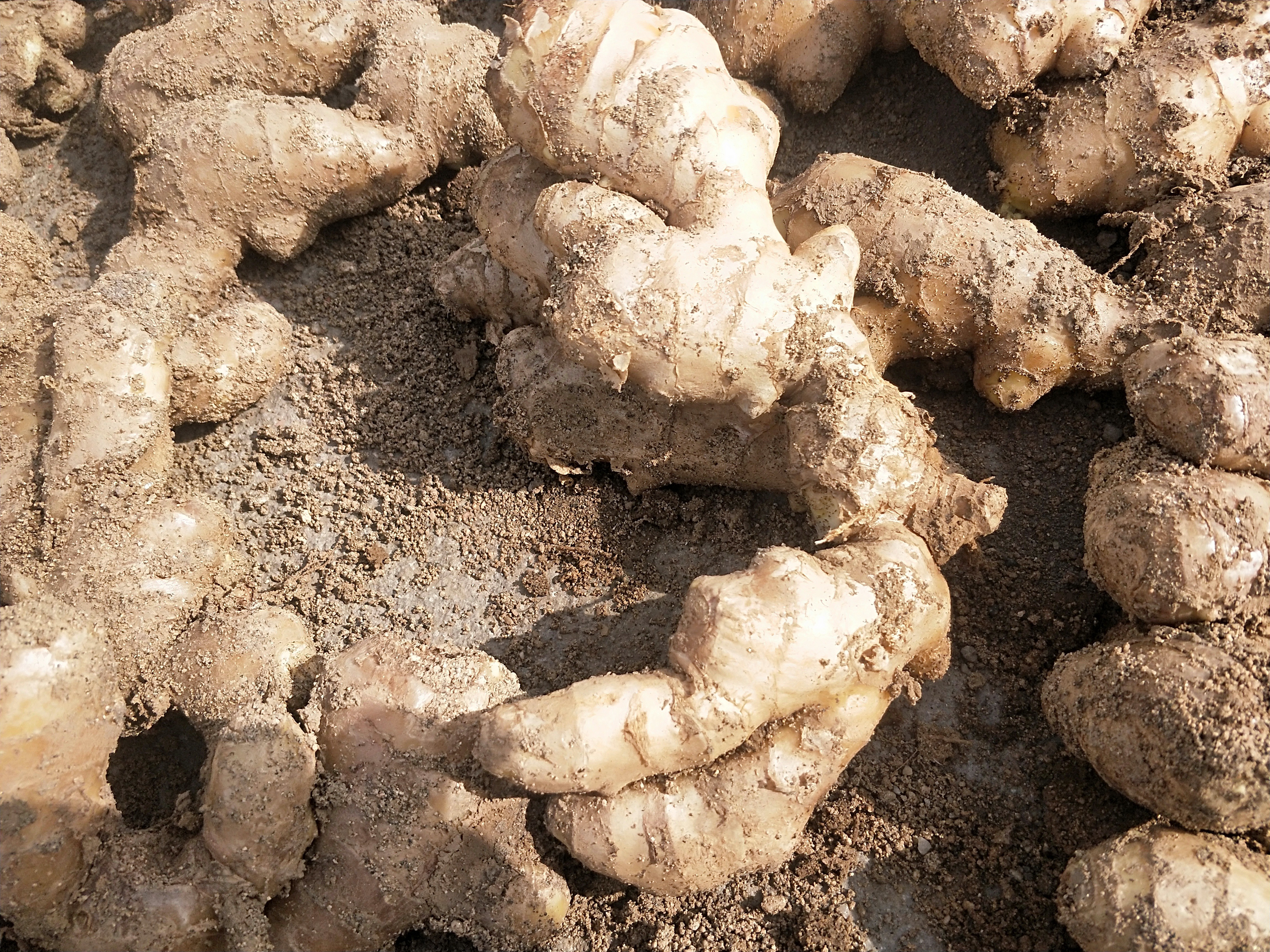 今年生姜价格还会上涨吗,生姜价格上涨视频