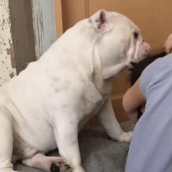 斗牛犬这么笨为什么这么多人喜欢,斗牛犬又脏又臭为什么有人喜欢