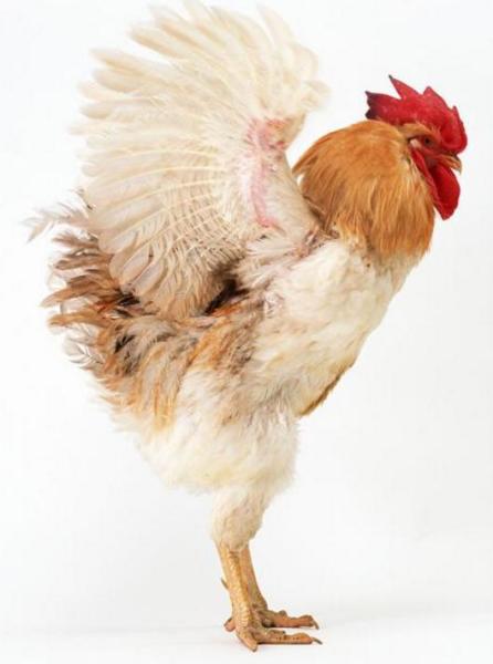 鸡的生殖系统的组成,鸡的生殖系统寄生虫