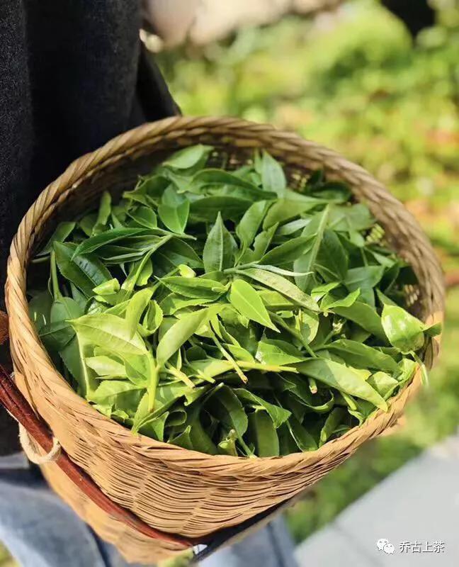 历史上六大茶类茶叶出现顺序,各大茶山茶叶特征图片大全