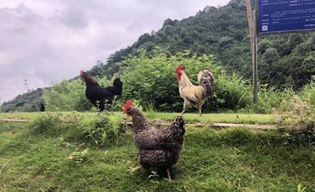 鸡肿头肿脸治疗方法,鸡肿头肿脸用什么药能治疗