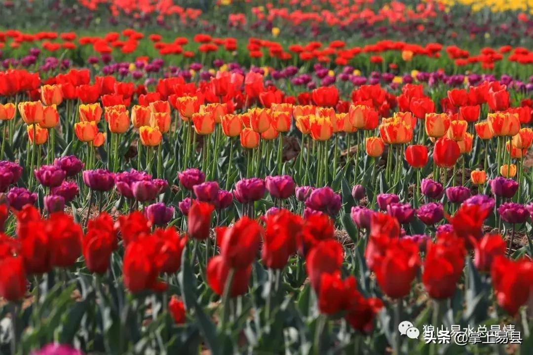 狼牙山下花如海李白诗赞郁金香