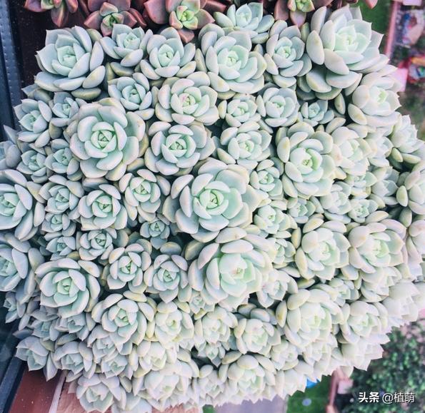 如何让白牡丹变红色,白牡丹多肉怎么养才能爆盆