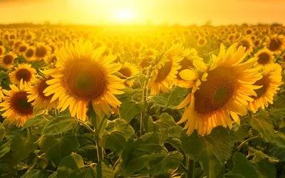 王正龙中医讲座视频,王正龙中医著作