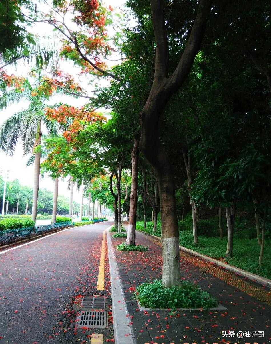 缘起五缘湾,那个爱钓鱼的懵懂少年