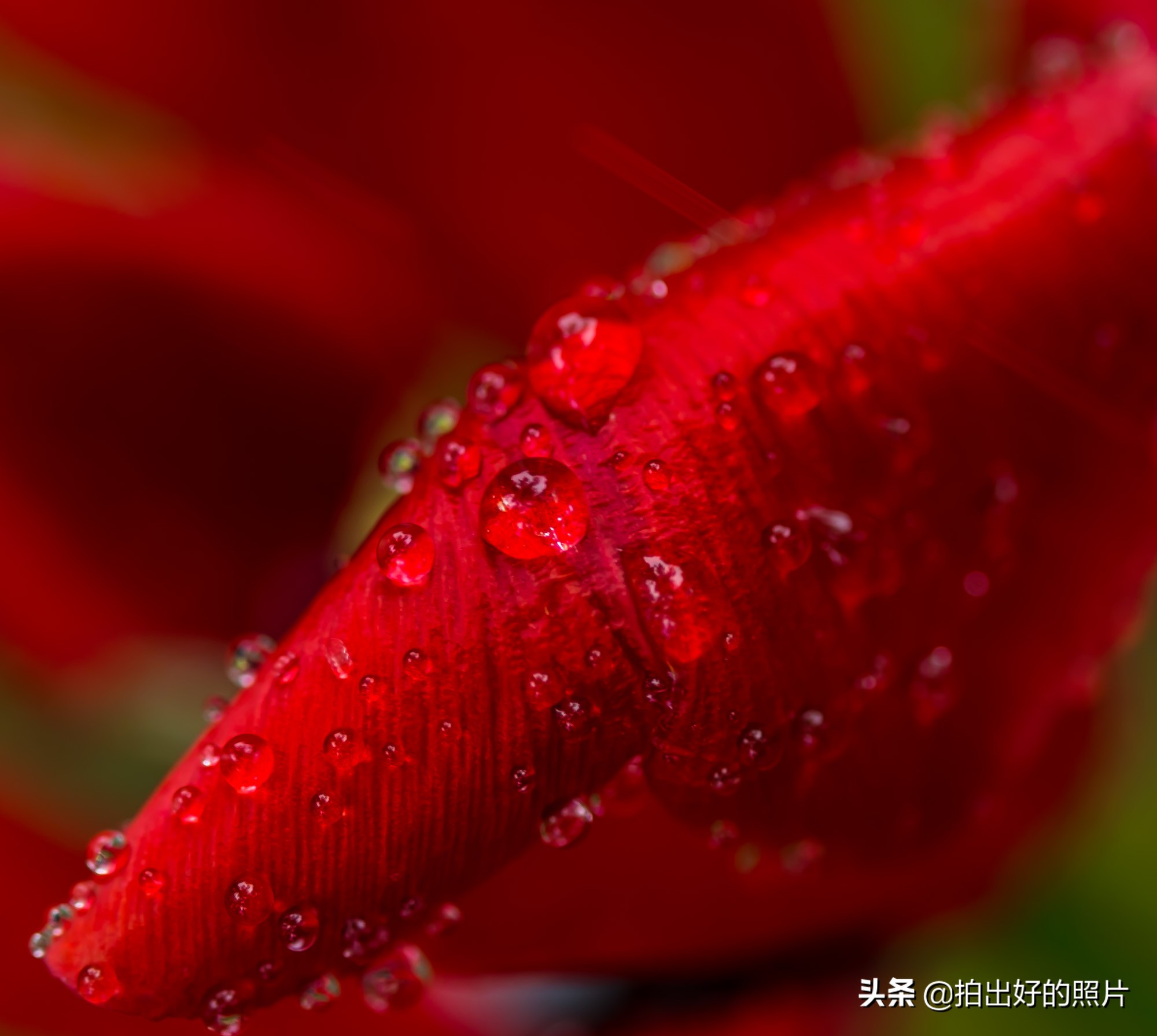 拍摄微距照片有什么技巧,微距摄影都拍什么