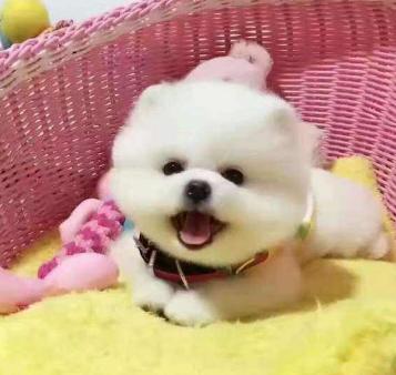 养博美犬需要注意的几个事项,养博美犬应该注意什么