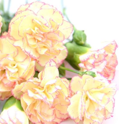 母亲节为什么要送康乃馨,母亲节33朵康乃馨什么寓意