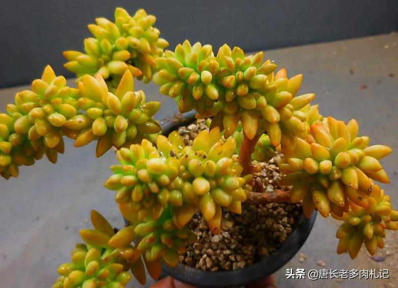 多肉秋丽和雪莲的区别,多肉黄丽和白牡丹区别