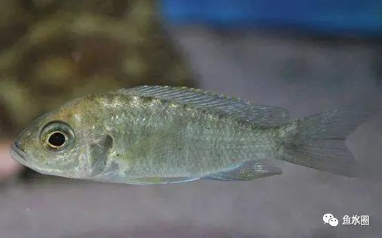 三湖慈鲷马鲷孔雀鱼多久发色,三湖慈鲷鱼之马鲷鱼