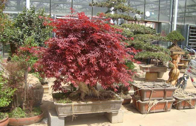 盆景最忌讳什么树,盆景十大忌讳什么