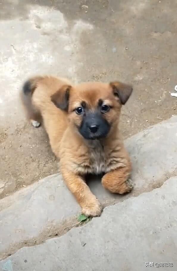 小狗刚买回来腿瘸了,发现小狗后腿走路有点拐怎么回事