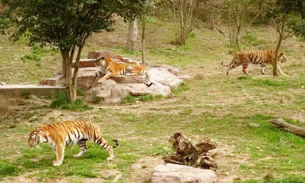 老虎咬死人事件真相,八达岭老虎咬游客事件