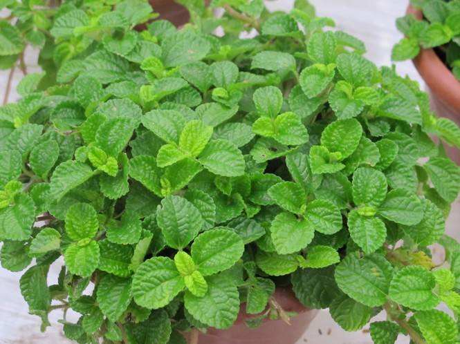 养什么花可以预防甲醛,能吸甲醛的花有哪些室内盆栽