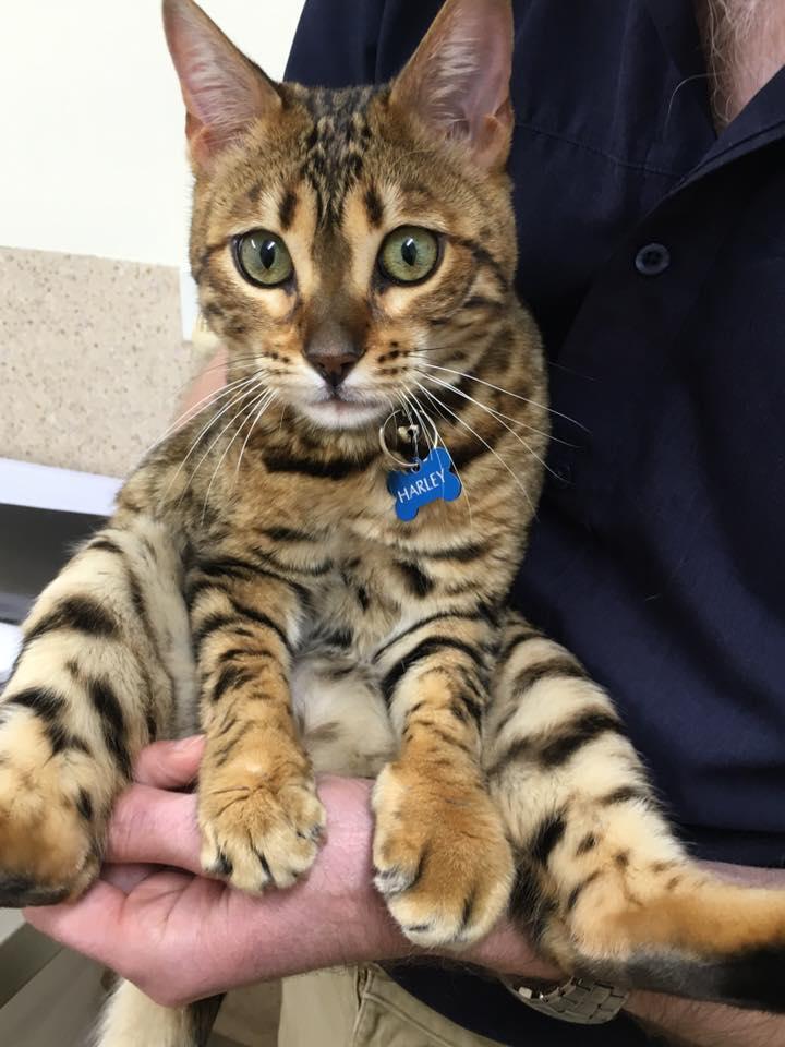 猫咪被蜜蜂蛰了会有生命危险吗,猫咪被蜜蜂蛰了照片