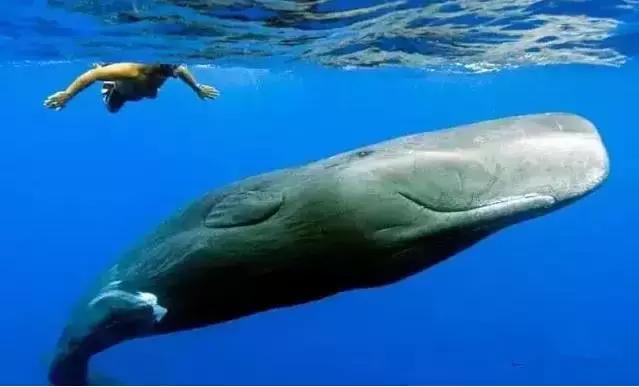 新手推荐的几种文玩,这九种文玩不能碰