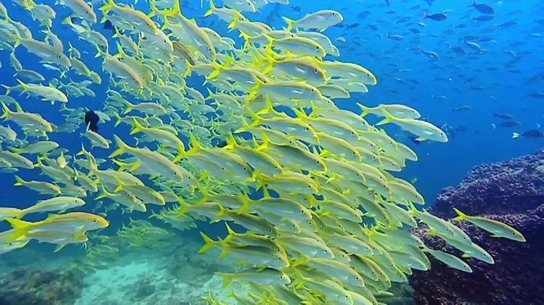 假期儿童纪录片推荐经典,青少年假期推荐纪录片