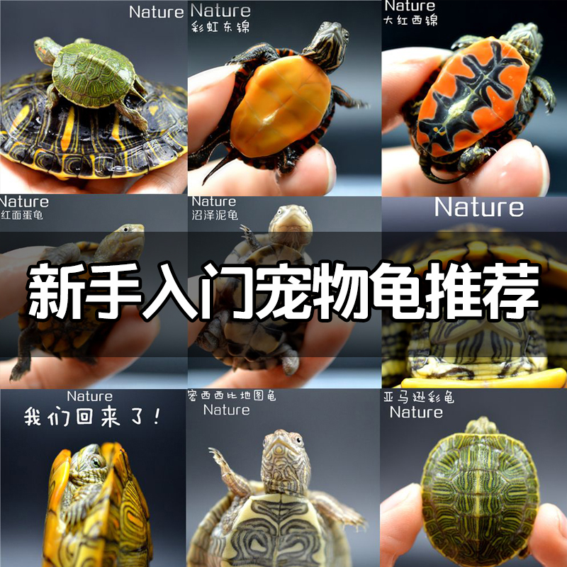 新手养龟买多大龟比较好养,新手养龟哪种龟最好养