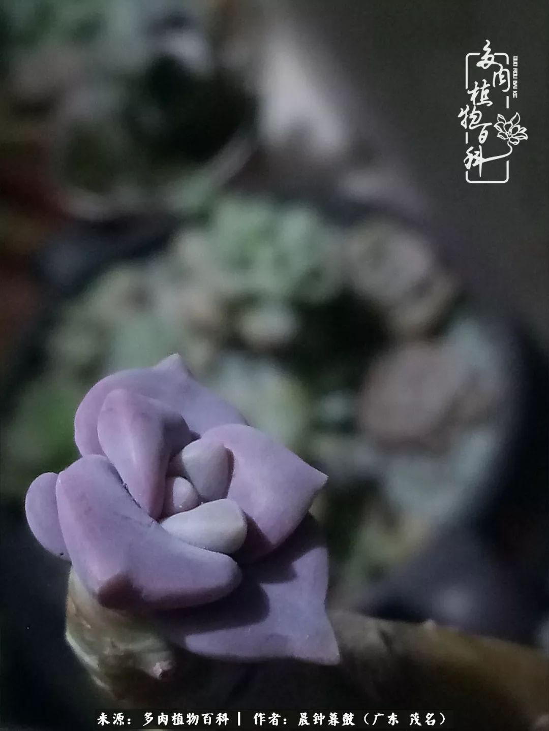 轻轻地告诉你，我的多肉也曾美过，不信你看看