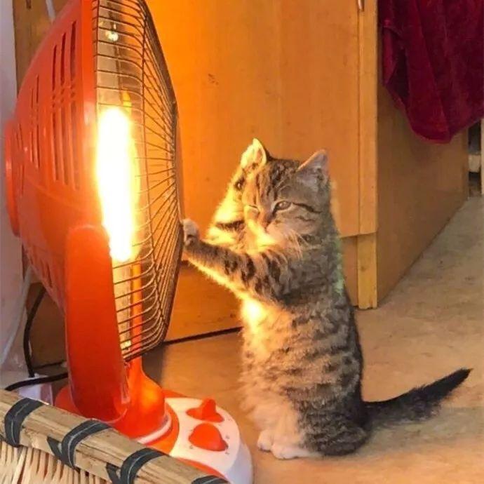 猫咪怕冷么多少度算冷,猫咪会怕冷吗