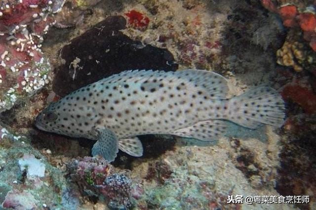 名贵海鲜食材排名,名贵海鱼大全图片