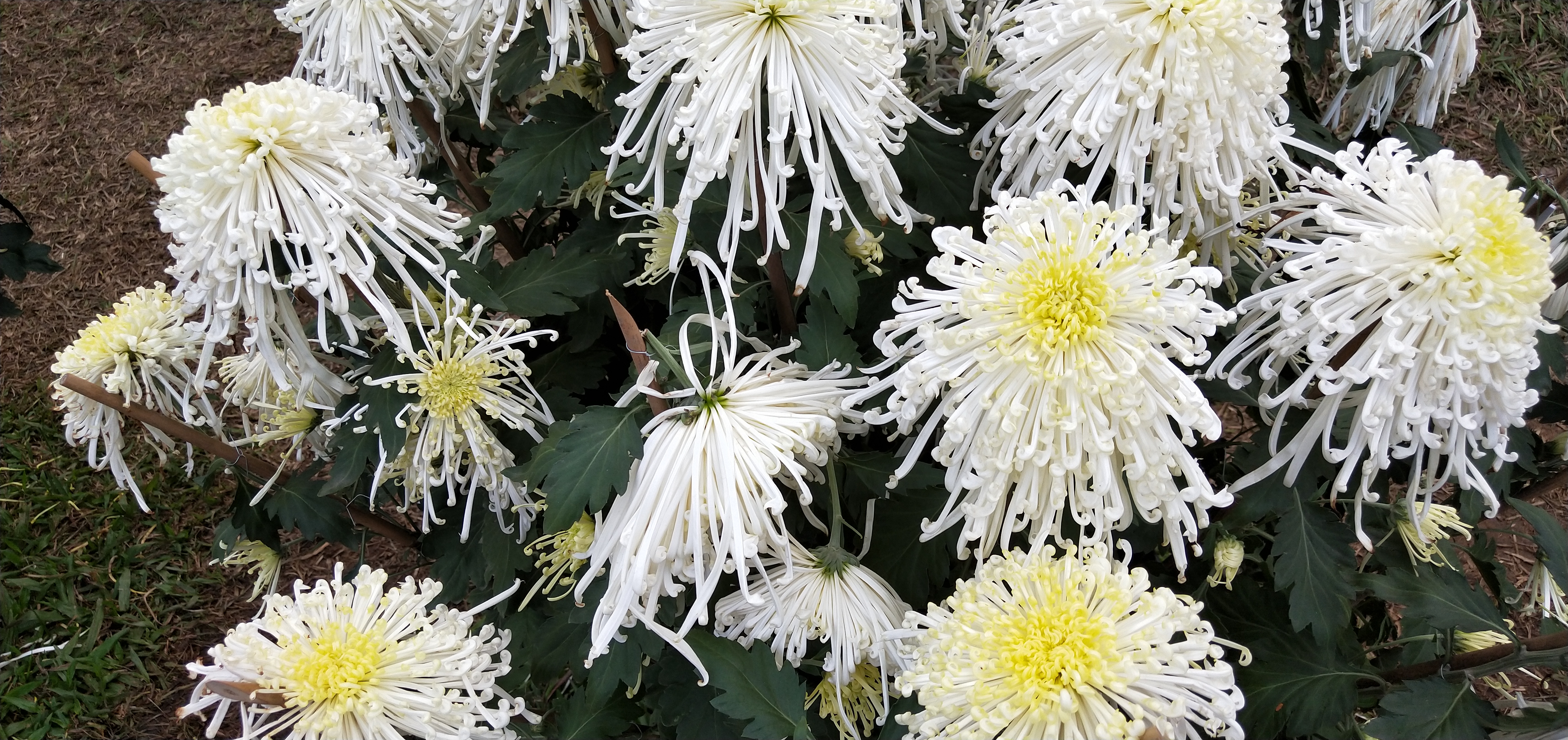 东湖公园菊花花展时间2021,深圳东湖荷节花展