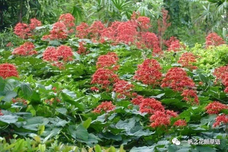 美丽赪桐（Clerodendrumspeciosissimum）