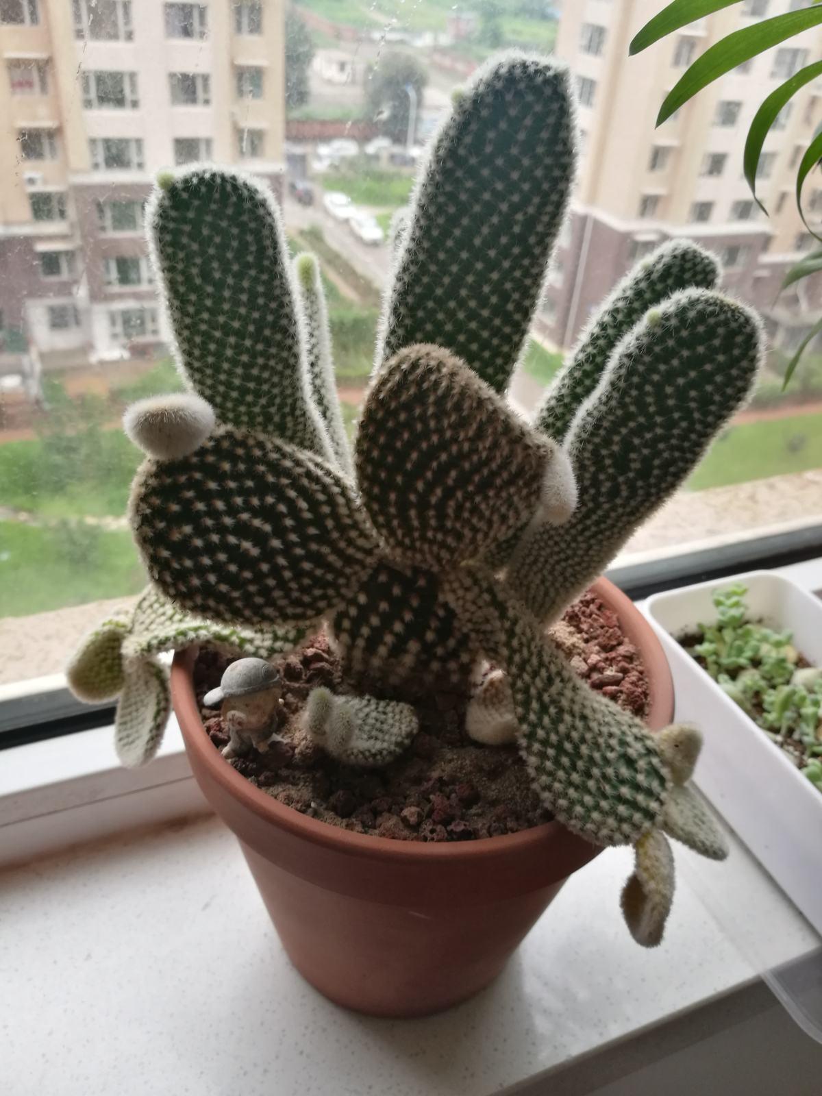 仙人掌又长又薄,仙人掌盆栽怎么养长得快