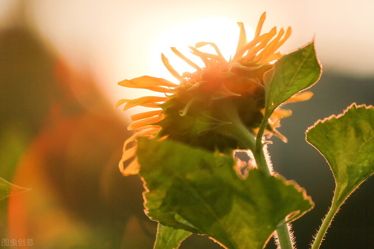 白浅说离镜终其一生都在追寻,白浅骂离镜和玄女天生一对
