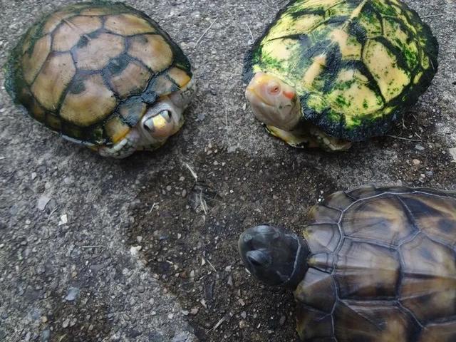 岁月是把杀猪刀？龟的成长中谁的变化大