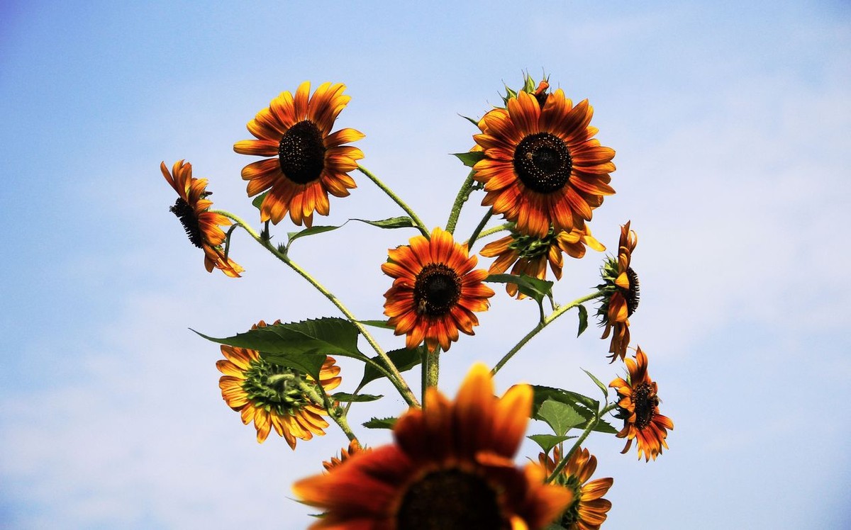 种植向日葵需要注意的事项,向日葵花的种植方法和时间