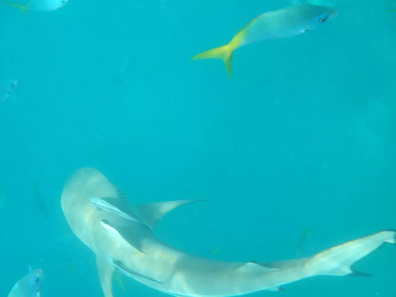 帕劳旅游十大攻略,帕劳上帝的水族箱