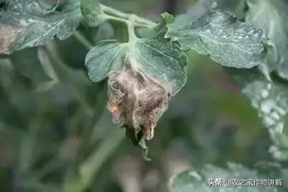 西红柿着色不均预防,大棚西红柿裂口并腐烂是什么原因