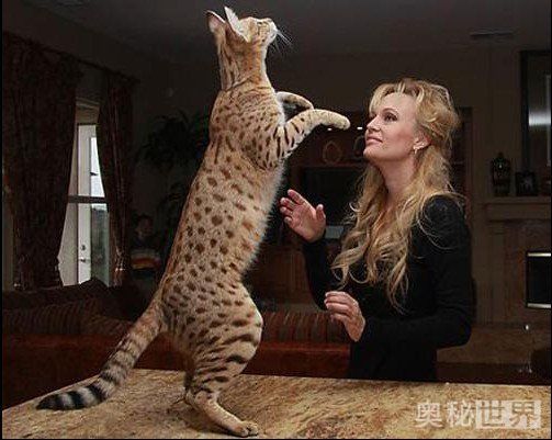 世界上最真实的小宠物图片,世界上最牛的小宠物图片