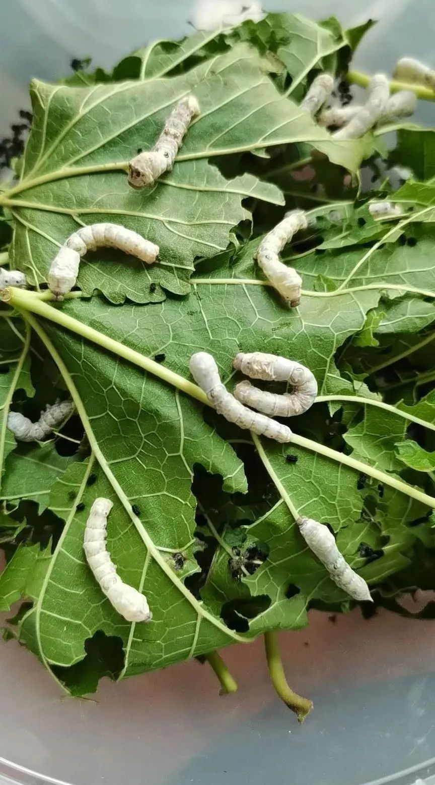 闲来无事养几条金鱼,闲来无事养两棵植物