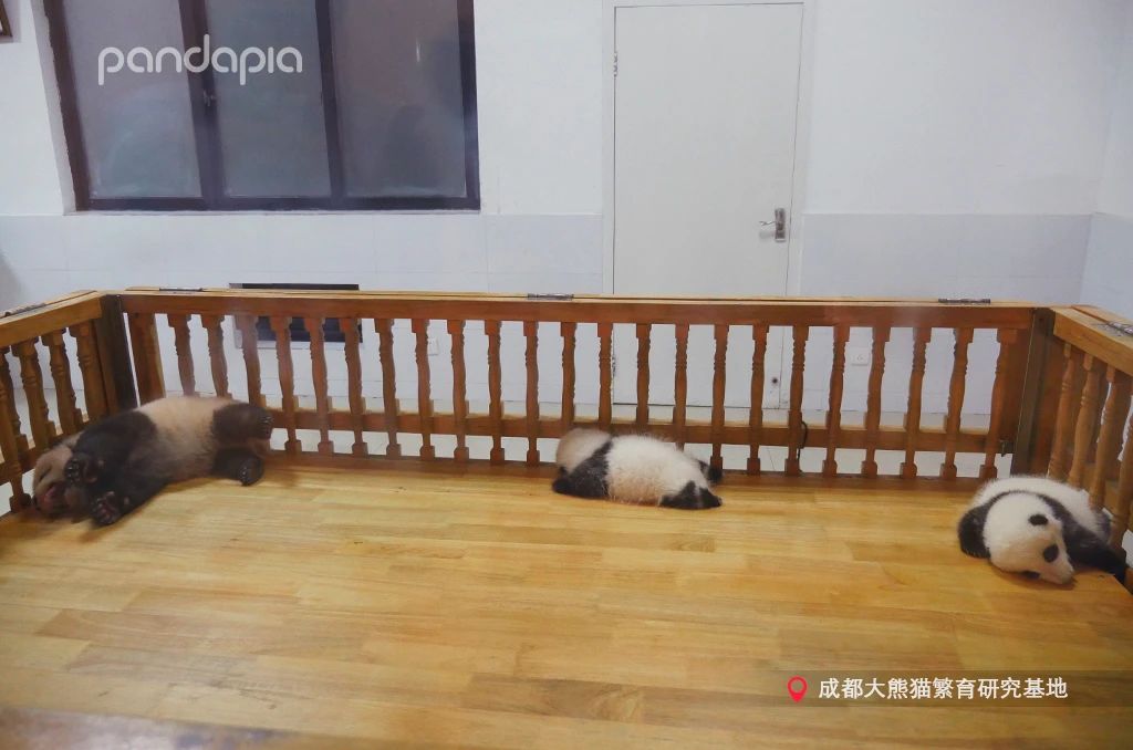新品种大熊猫七仔,大熊猫花花和大熊猫七仔