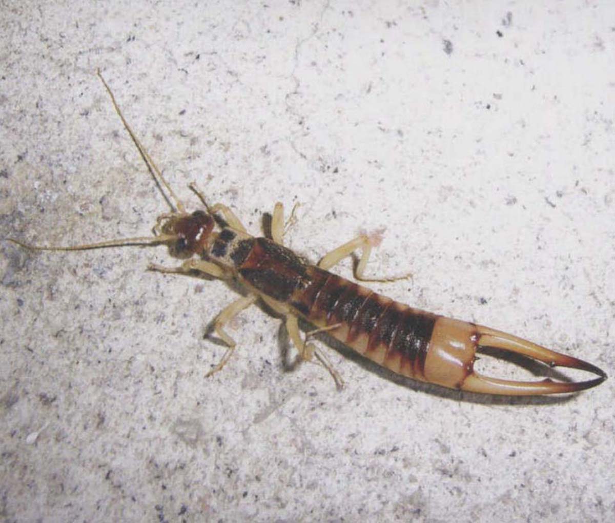 尾部长钳子的耳夹子虫,尾部带夹子的虫子