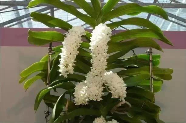 极品中的精品兰花,带你回忆天价兰花蕙兰篇