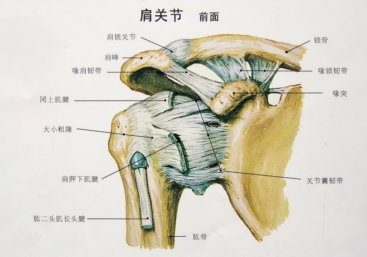 得了肩周炎就不能锻炼引体向上,得了肩周炎还能断根吗