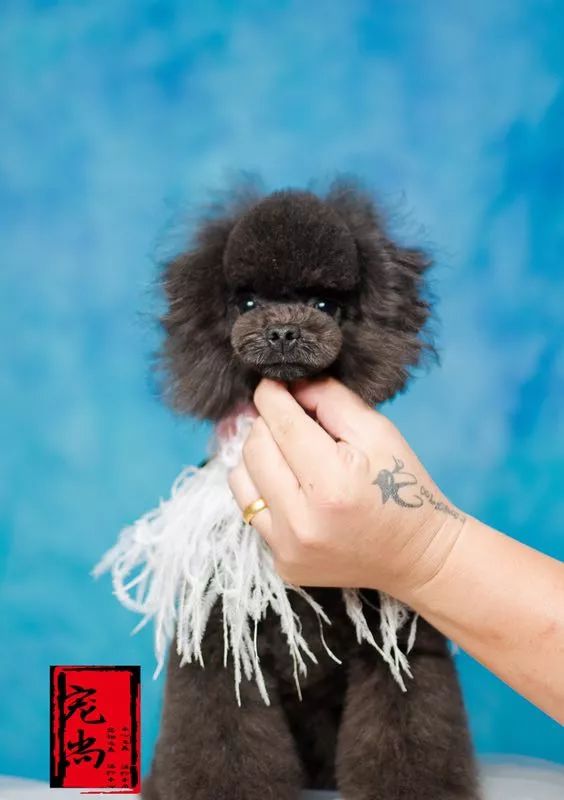 讲述宠物美容行业里拥有自己想要的人生