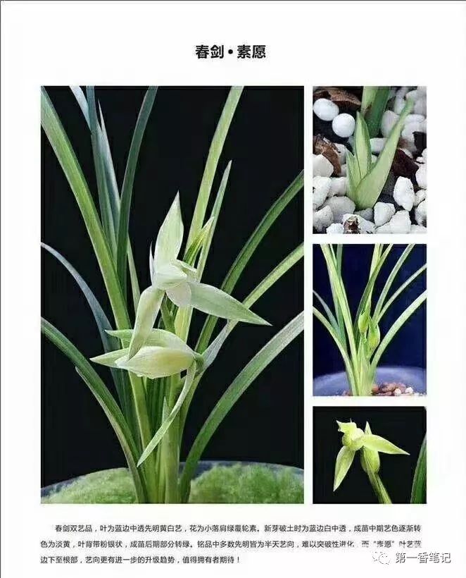 587:西部兰市资源抢购热——春剑交易起此彼伏热火朝天