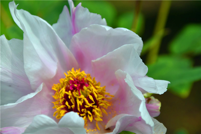 西安牡丹苑,西安牡丹苑小区