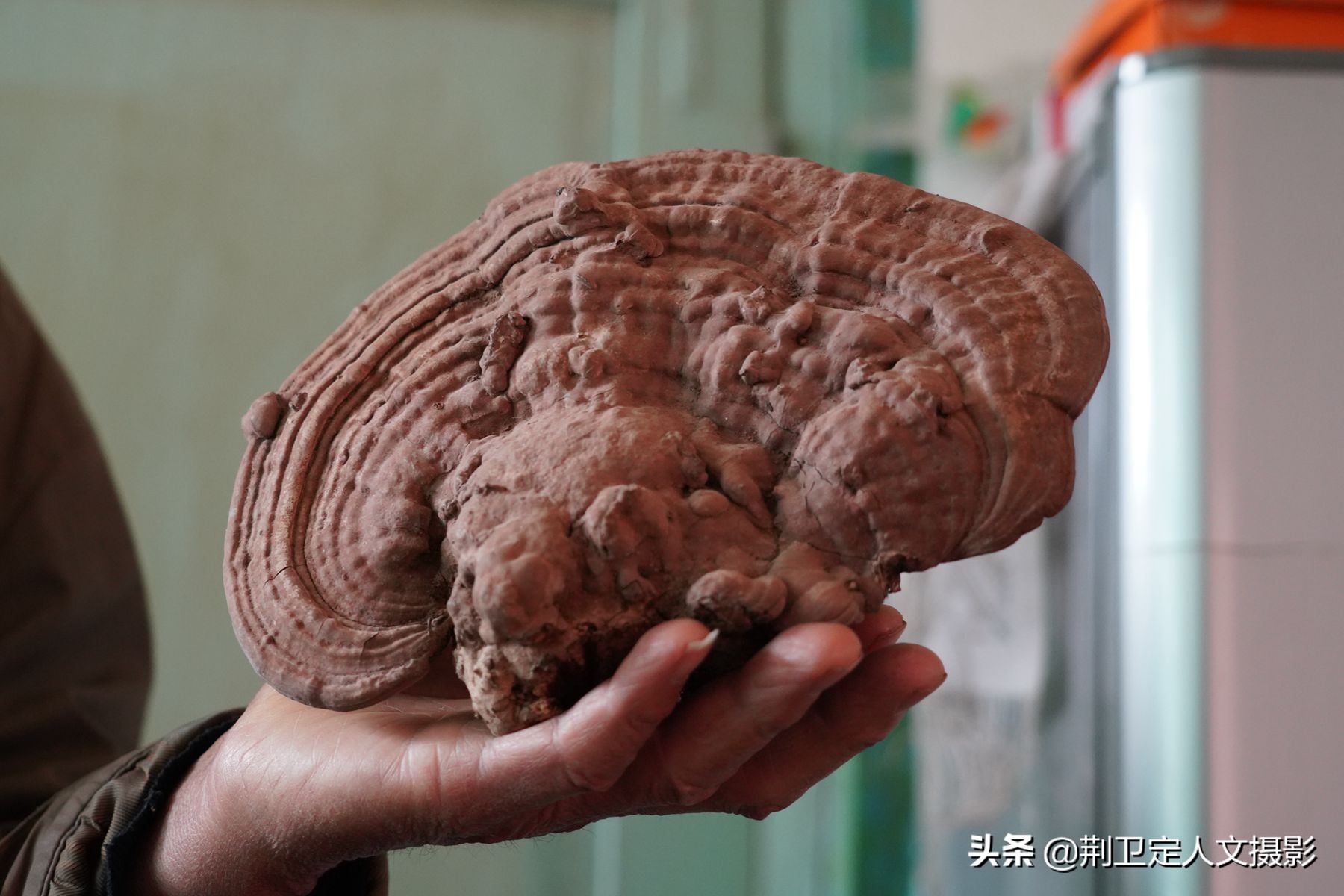 橘子树四五年了没结果,好几年的橘子树怎么不结果