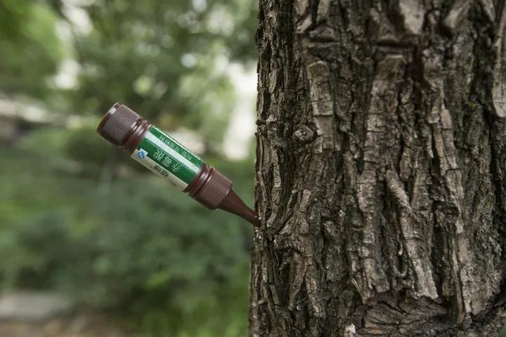 柳絮杨絮导致眼睛过敏鼻子难受,柳絮满天飞过敏流鼻涕