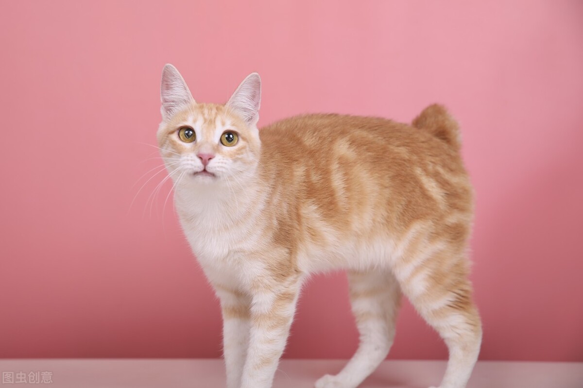 猫咪发情了能剃毛吗,猫咪发情为什么要剃毛