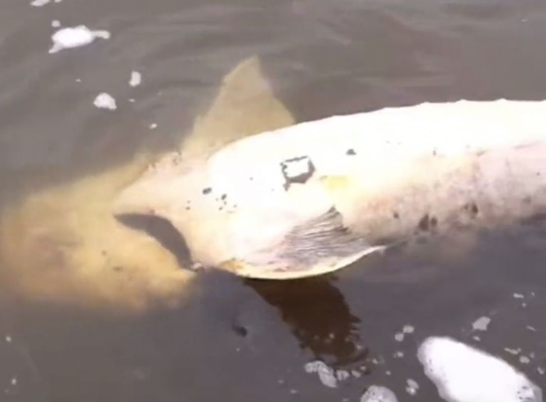 最大的鳇鱼多少斤,目前发现最大鳇鱼