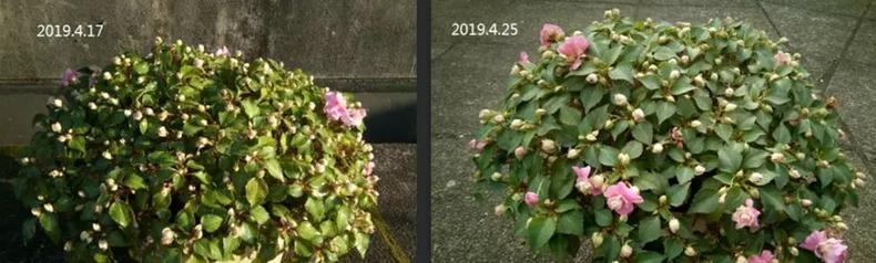 我是这样开爆的，1盆非洲凤仙3年奋斗史，看完你也试试