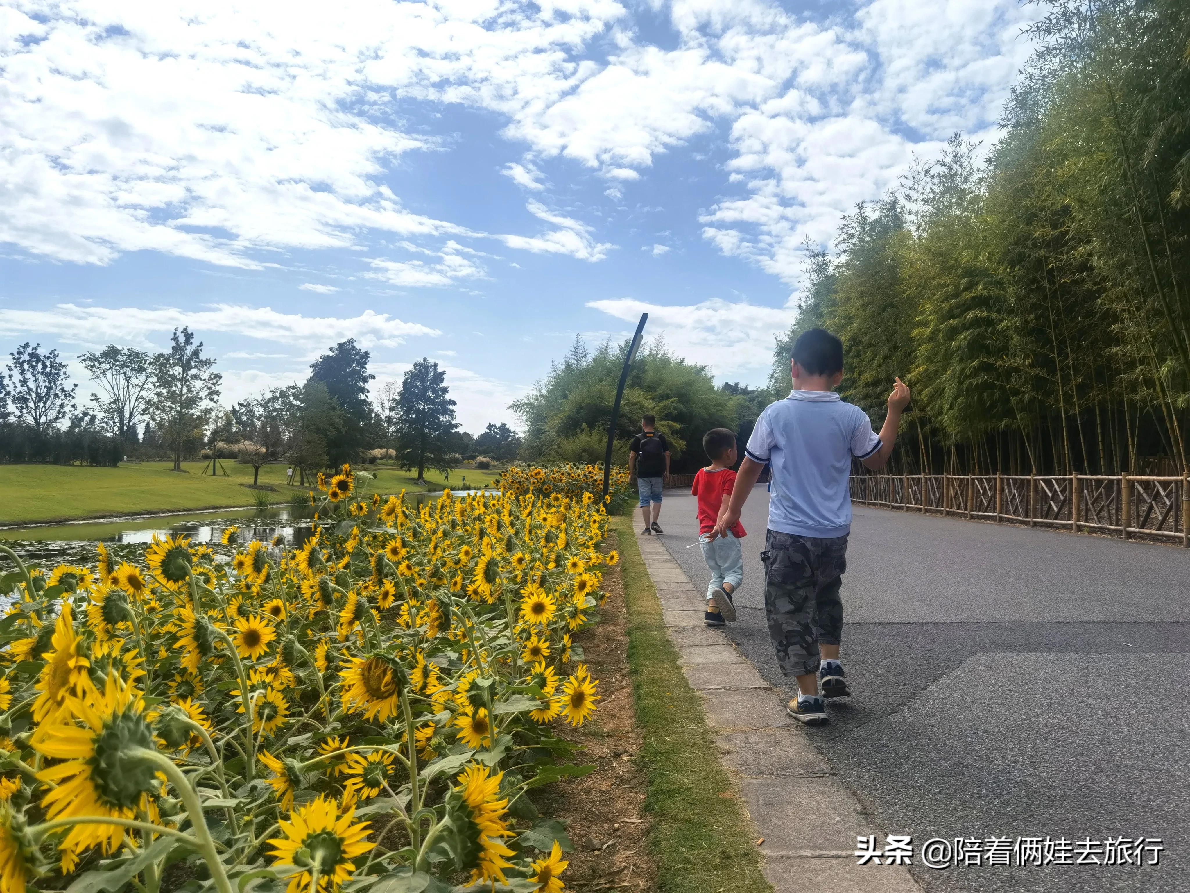 上海辰山植物园矿坑花园,辰山植物园矿坑花园修好了吗